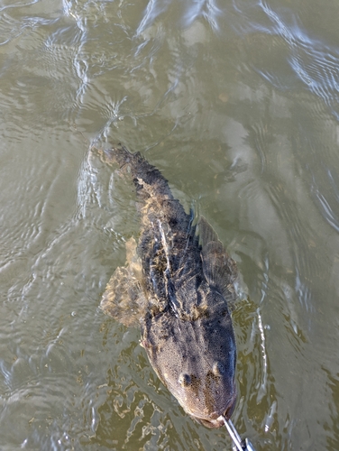 マゴチの釣果