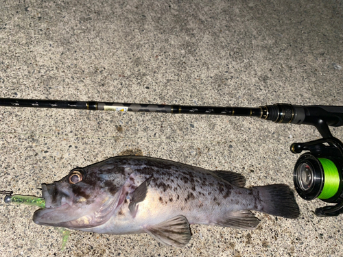 クロソイの釣果