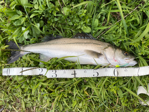 スズキの釣果