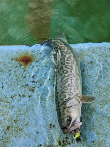 トラウトの釣果