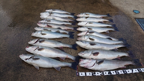 シーバスの釣果