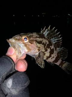 タケノコメバルの釣果