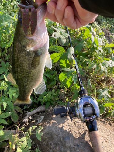 ラージマウスバスの釣果