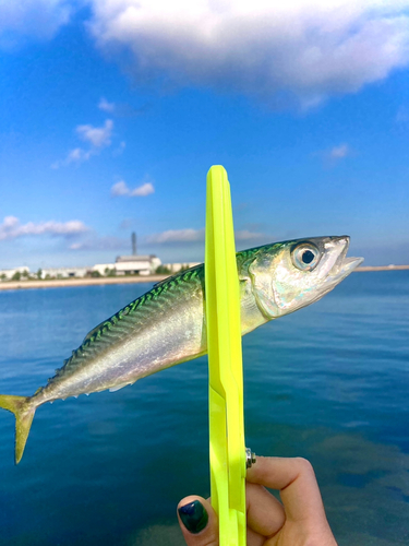 サバの釣果