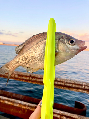 タナゴの釣果