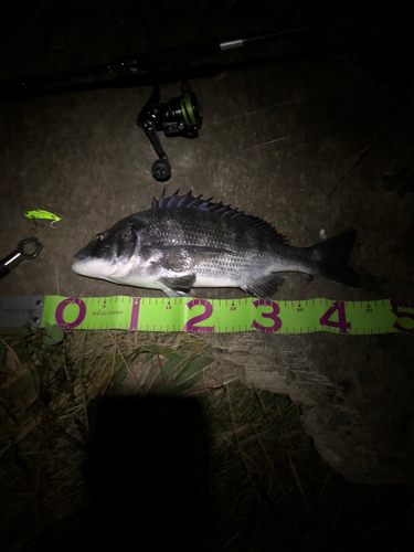 クロダイの釣果