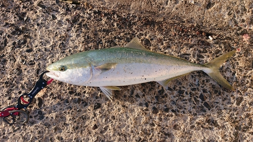 メジロの釣果