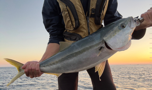 メジロの釣果