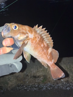 エゾメバルの釣果