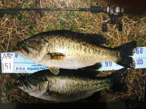 ブラックバスの釣果