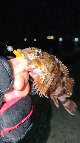 ガシラの釣果