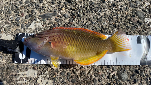 アカササノハベラの釣果