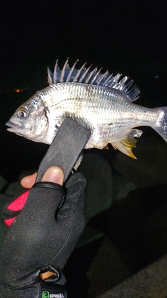 キビレの釣果