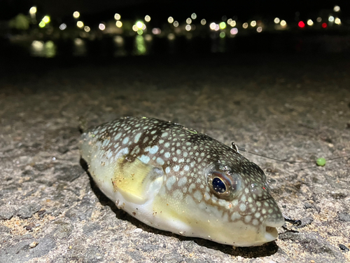 クサフグの釣果