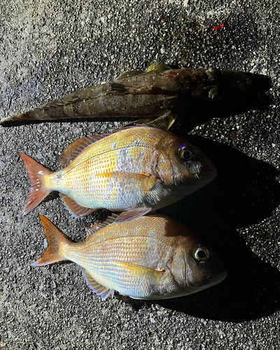 タイの釣果