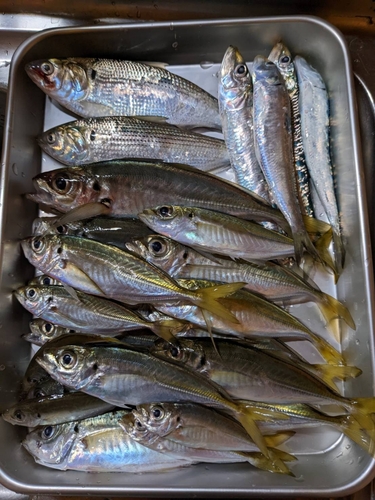 アジの釣果