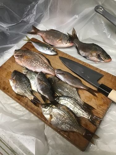 ウミタナゴの釣果