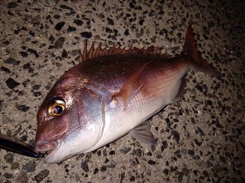 マダイの釣果