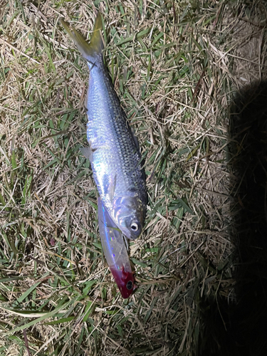 コノシロの釣果