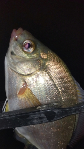 ウミタナゴの釣果