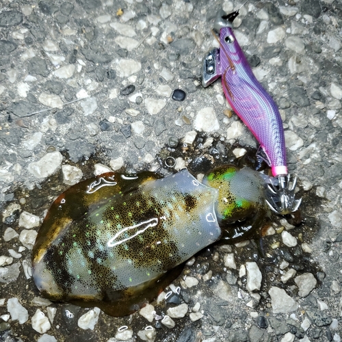 アオリイカの釣果