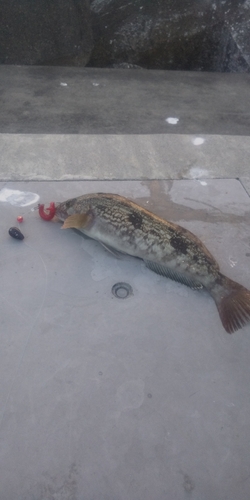 アイナメの釣果