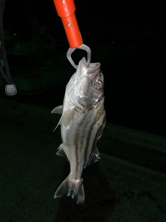 コトヒキの釣果