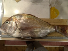 マダイの釣果