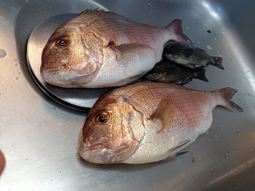 マダイの釣果