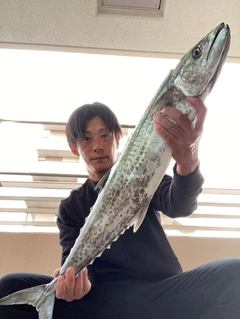 サワラの釣果