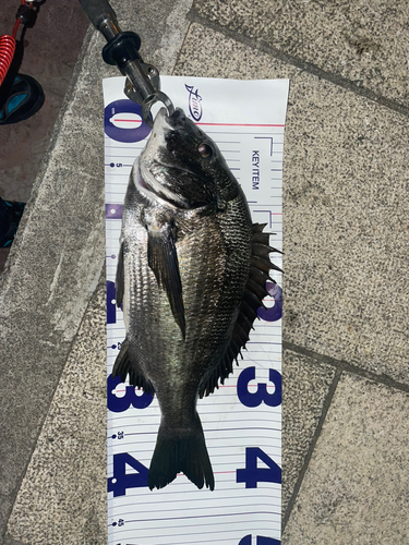 クロダイの釣果