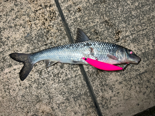 ニゴイの釣果