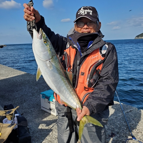 ハマチの釣果