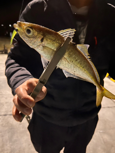 マアジの釣果