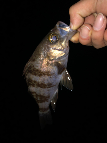 シロメバルの釣果