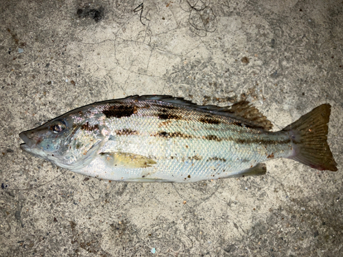 シマイサキの釣果