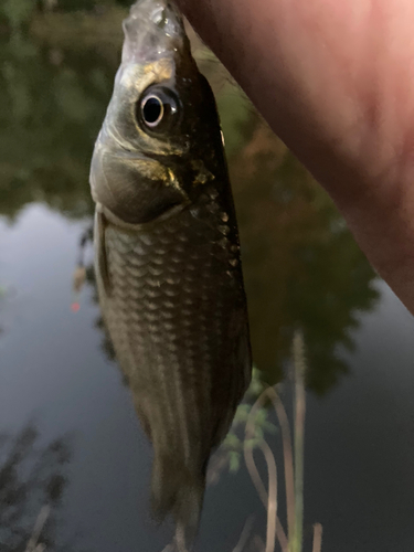 フナの釣果