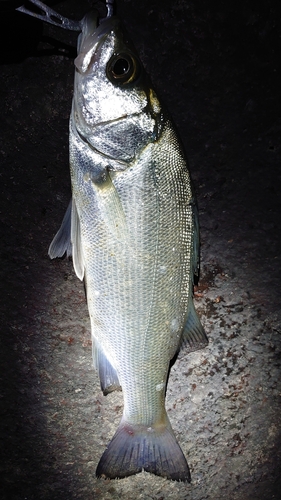 セイゴ（ヒラスズキ）の釣果