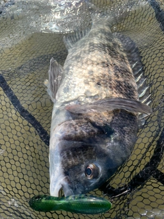 チヌの釣果