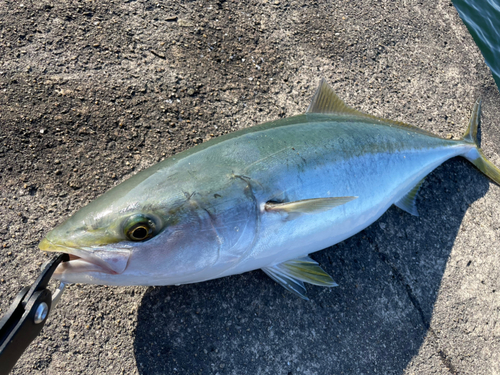 メジロの釣果