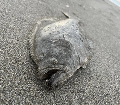 ソゲの釣果