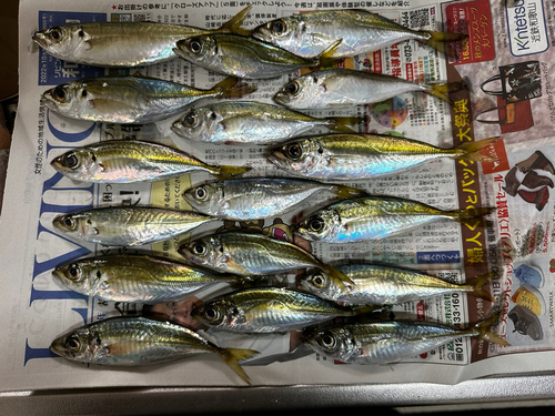 アジの釣果