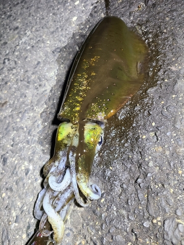 アオリイカの釣果