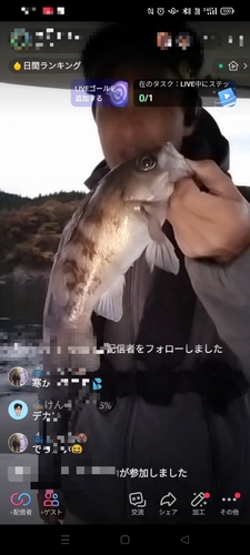 メバルの釣果