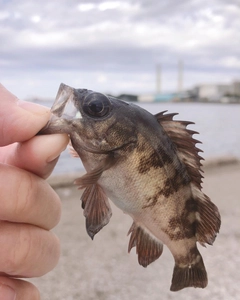 シロメバルの釣果