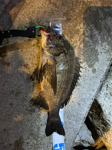 クロダイの釣果