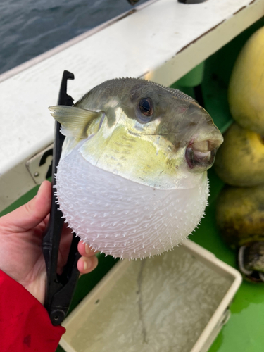 シロサバフグの釣果