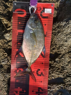 ナンヨウカイワリの釣果