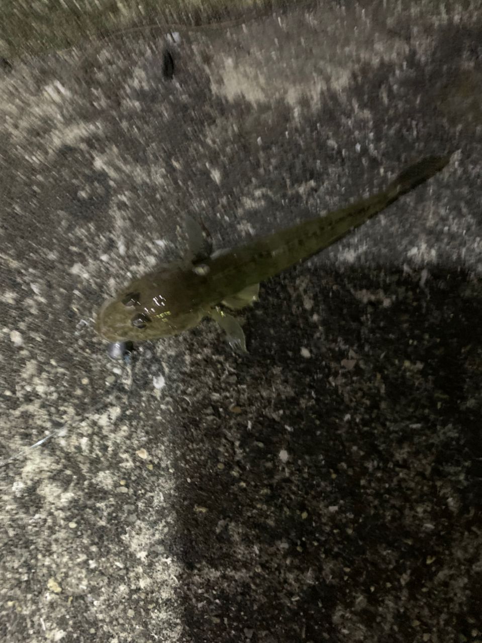 マゴチ