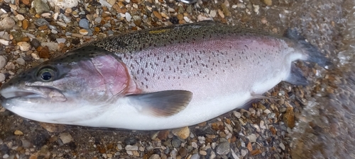 ニジマスの釣果